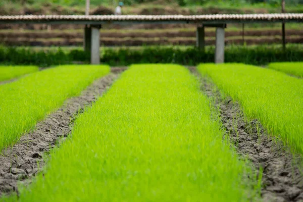 Jonge rijst groeit in het veld in Thailand — Stockfoto