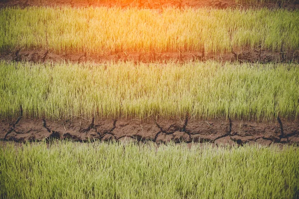 타이의 밭에서 자라고 있는 어린 벼 — 스톡 사진