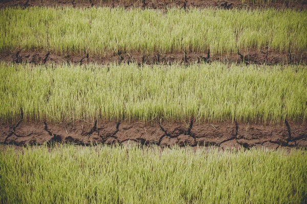 Νέο ρύζι αναπτύσσονται στο πεδίο στην Ταϊλάνδη — Φωτογραφία Αρχείου