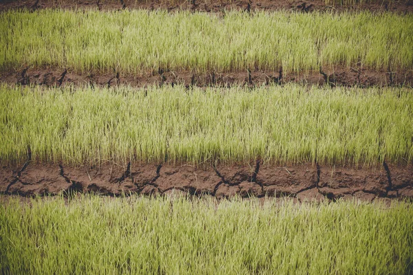 Arroz jovem está crescendo no campo na Tailândia — Fotografia de Stock