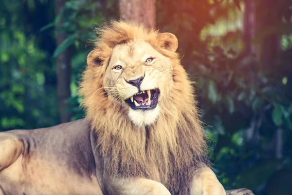 攻撃的な雄ライオン — ストック写真