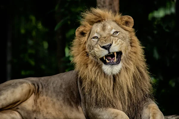 攻撃的な雄ライオン — ストック写真
