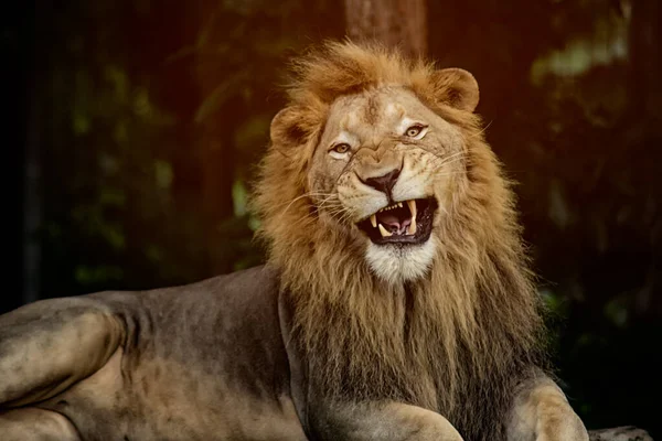 Agresywny samiec lew — Zdjęcie stockowe