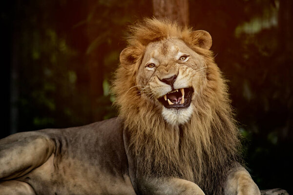 Image of aggressive male lion is snarling under sunlight