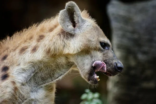 Zauważona hiena liżąca usta po jedzeniu — Zdjęcie stockowe