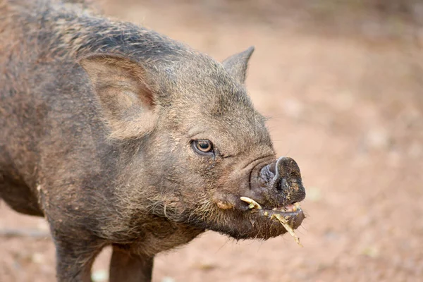 Ugly wild boar — Stock Photo, Image