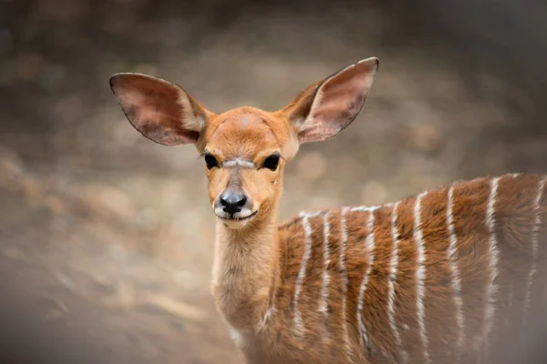 Baby nyala — Stock Photo, Image