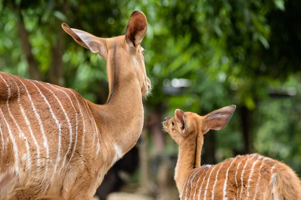 Baby nyala — Stock Photo, Image