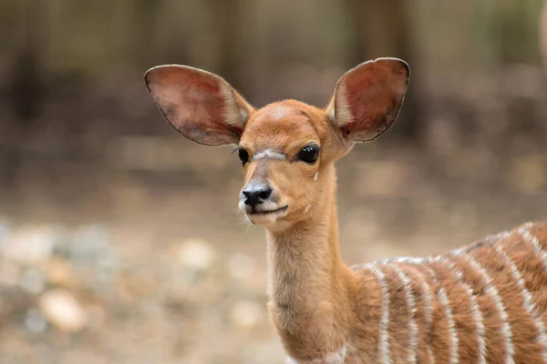 Baby Nyala — Stock fotografie