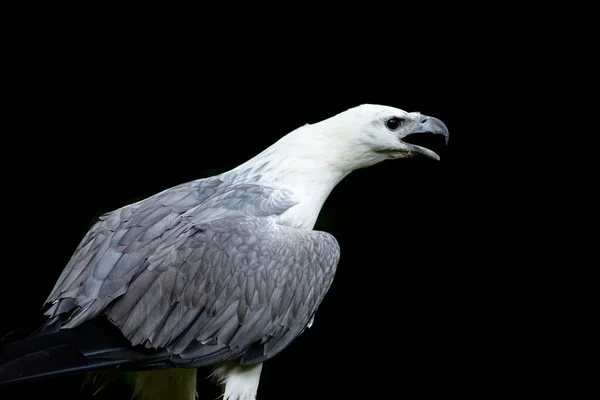 Λευκό-bellied θάλασσα-αετός — Φωτογραφία Αρχείου