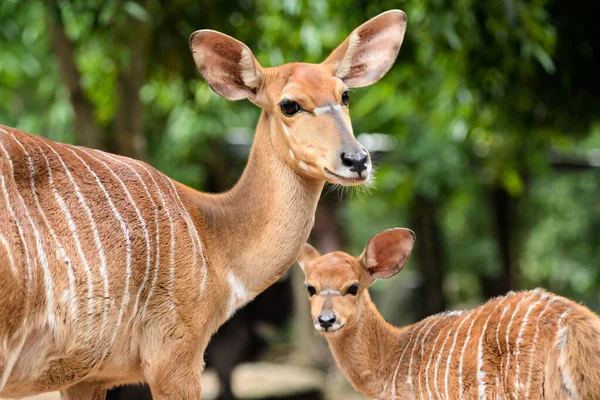 Baby Nyala — Stockfoto