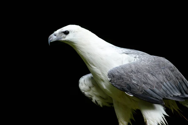 Águila de mar de vientre blanco — Foto de Stock