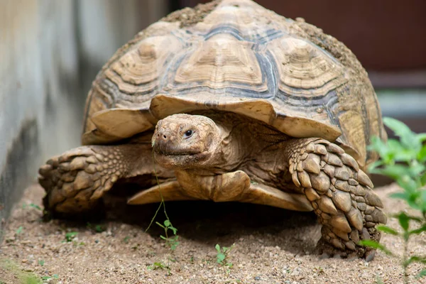 Sulcata tortoise — Stock Photo, Image