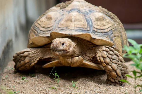 Sulcata schildpad — Stockfoto