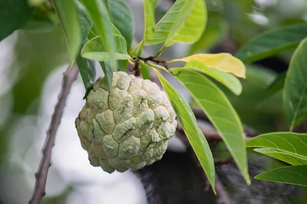 Custard apple — Stock Photo, Image