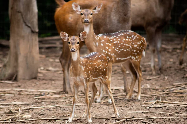 Les chiots de cerf grandissent dans l'âge. Mais il vit toujours avec moi. — Photo