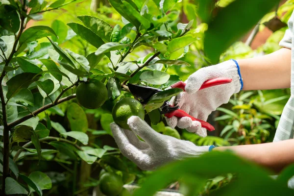 Harvesting lime — Stock Photo, Image