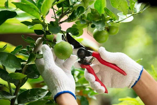 Harvesting lime — ストック写真