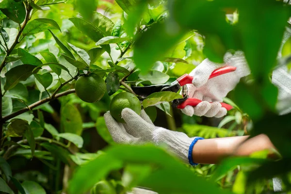 Harvesting lime — ストック写真