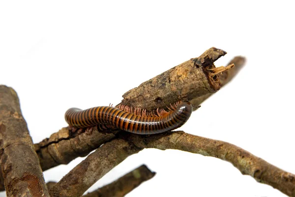 Milipede en la rama, aislado sobre fondo blanco — Foto de Stock