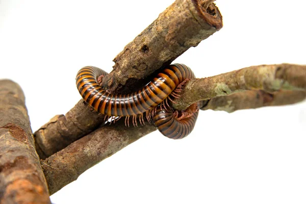 Millipede op de tak, geïsoleerd op witte achtergrond — Stockfoto