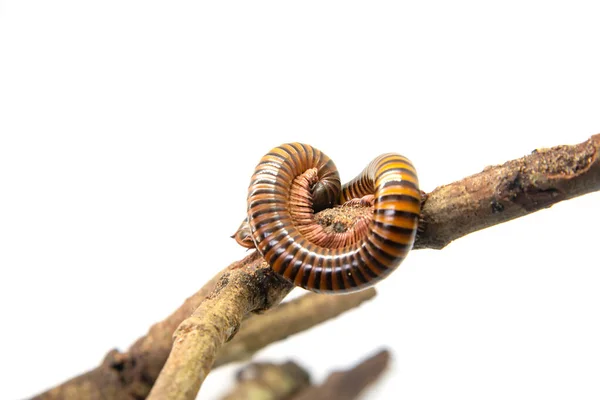 Millipede op de tak, geïsoleerd op witte achtergrond — Stockfoto