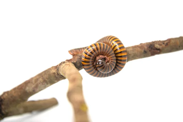 Millipede op de tak, geïsoleerd op witte achtergrond — Stockfoto