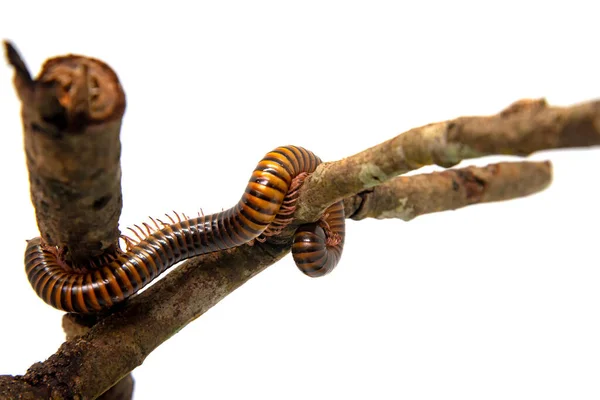 Millipede op de tak, geïsoleerd op witte achtergrond — Stockfoto