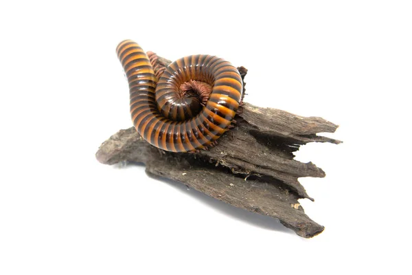 Millipede on the branch, Isolated on white background — Stock Photo, Image