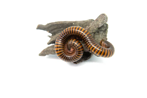 Millipede op de tak, geïsoleerd op witte achtergrond — Stockfoto