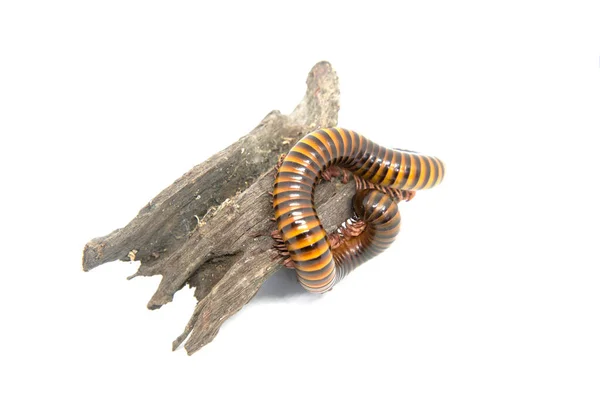Millipede on the branch, Isolated on white background — Stock Photo, Image