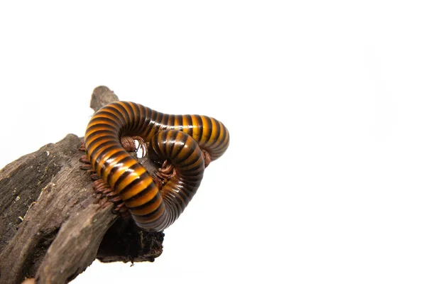 Milipede en la rama, aislado sobre fondo blanco —  Fotos de Stock