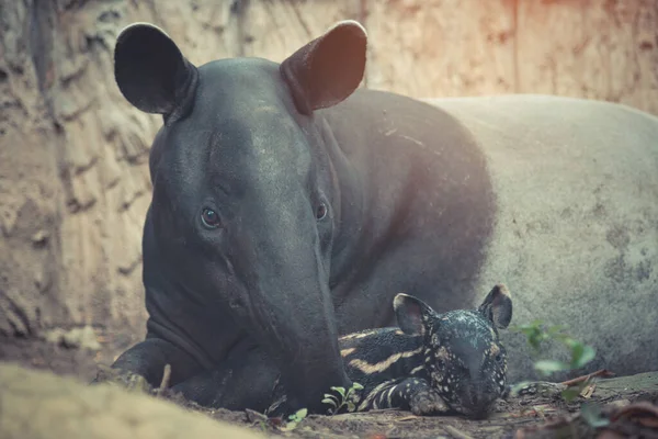 Pasgeboren baby tarpir — Stockfoto