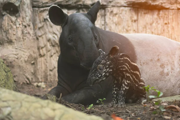 Nouveau-né de bébé tarpir — Photo