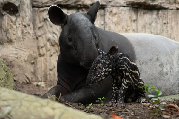 Nouveau-né de bébé tarpir — Photo