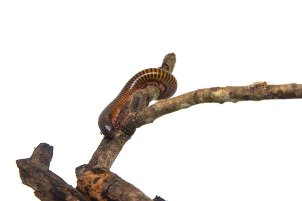 Milipede en la rama, aislado sobre fondo blanco — Foto de Stock