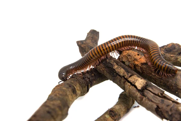 Millipede on the branch, Isolated on white background — Stock Photo, Image