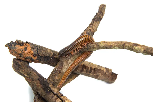 Millipede op de tak, geïsoleerd op witte achtergrond — Stockfoto