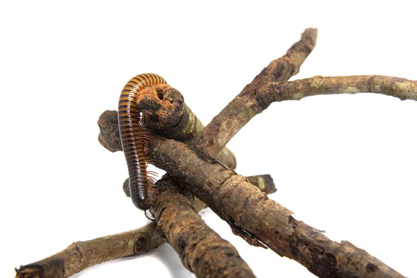 Millipede na větvi, izolované na bílém pozadí — Stock fotografie