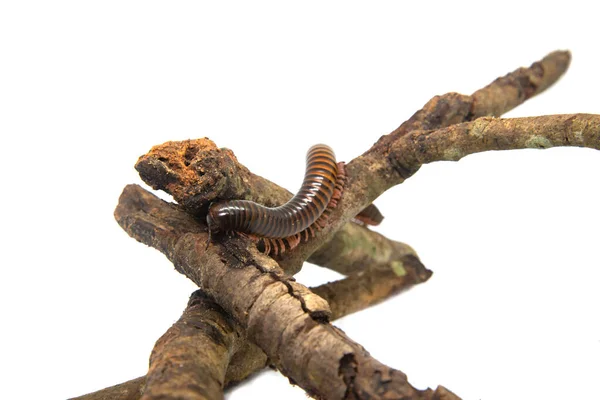 Millipede op de tak, geïsoleerd op witte achtergrond — Stockfoto