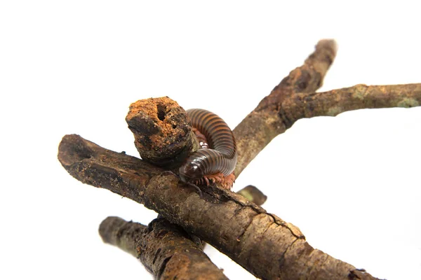 Millipede op de tak, geïsoleerd op witte achtergrond — Stockfoto