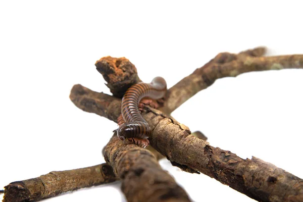 Millipede på grenen, isolerad på vit bakgrund — Stockfoto