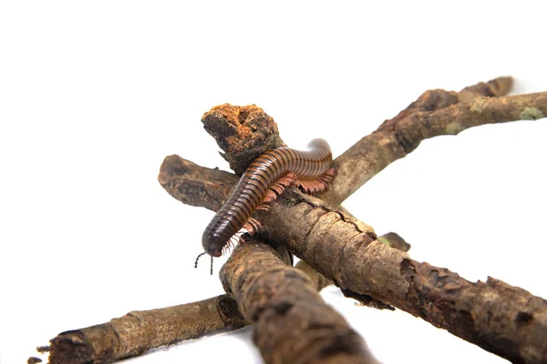 Millipede na větvi, izolované na bílém pozadí — Stock fotografie