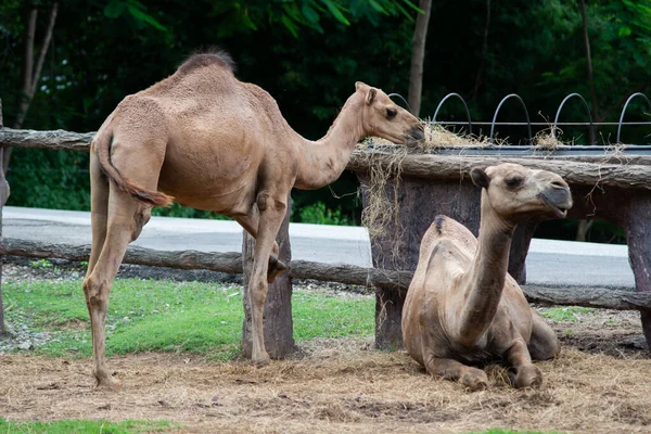 Camel — Stock Photo, Image