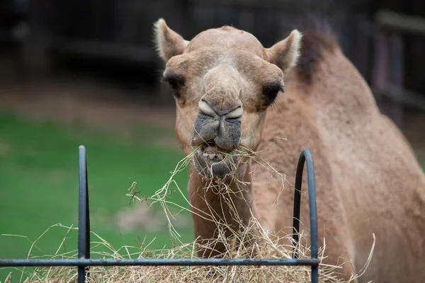 Camel — Stock Photo, Image