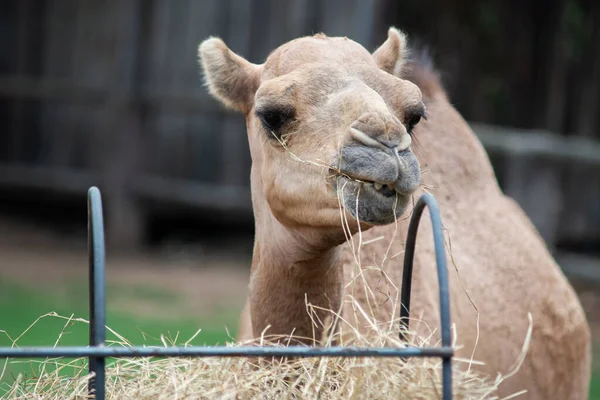 Camel — Stock Photo, Image