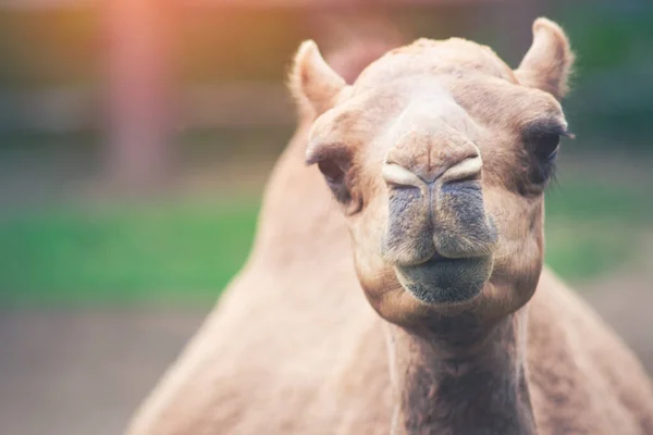 Arabisches Kamel — Stockfoto
