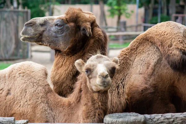 Junges baktrisches Kamel und seine Mutter — Stockfoto