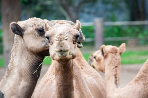 Аравійського верблюд — стокове фото