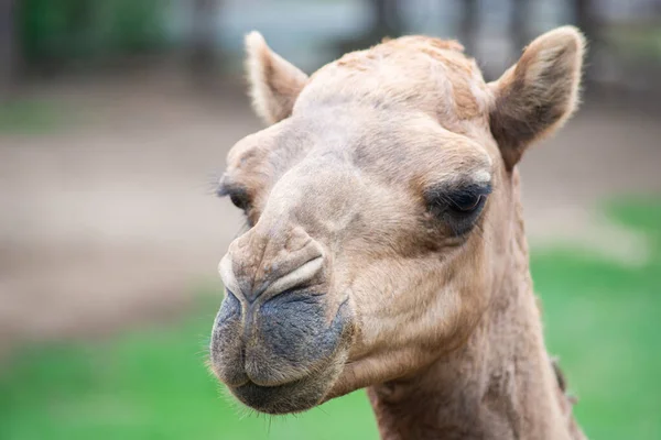 Arabian camel — Stock Photo, Image